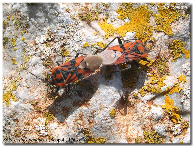 Mascheroni rossi e neri: Lygaeidae e Pyrrhocoridae